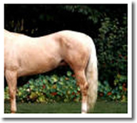 [palomino rear 1]