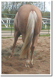 [palomino rear 2]