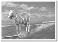 [surfer horse]