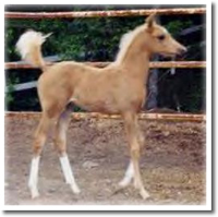 [palomino colt]