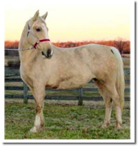 [palomono mare]