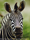 [zebra]